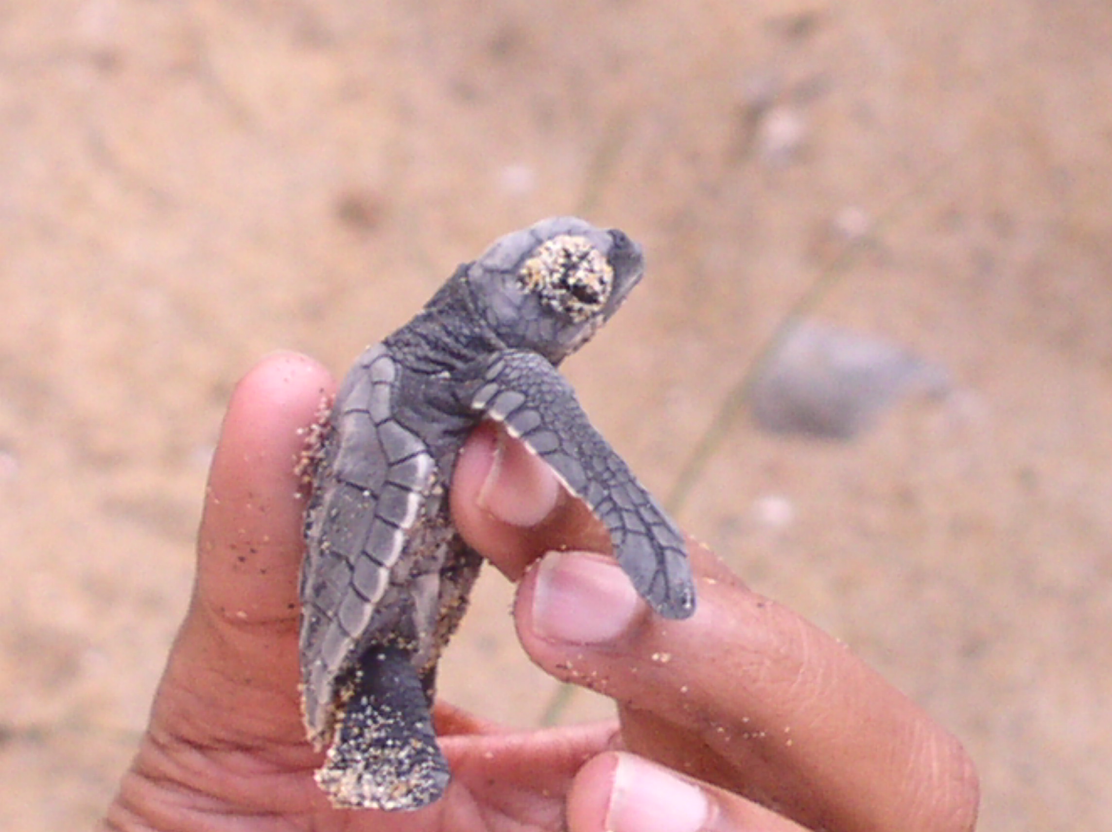 Olive Ridely (hatchling)